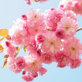 cerisier à fleur