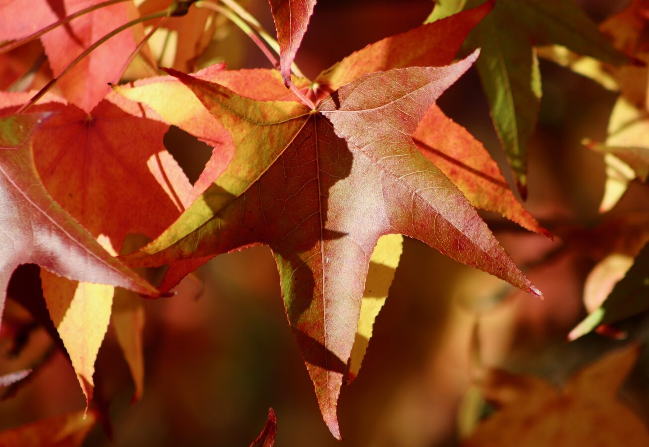 Liquidambar