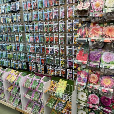 Vive les bulbes de printemps !